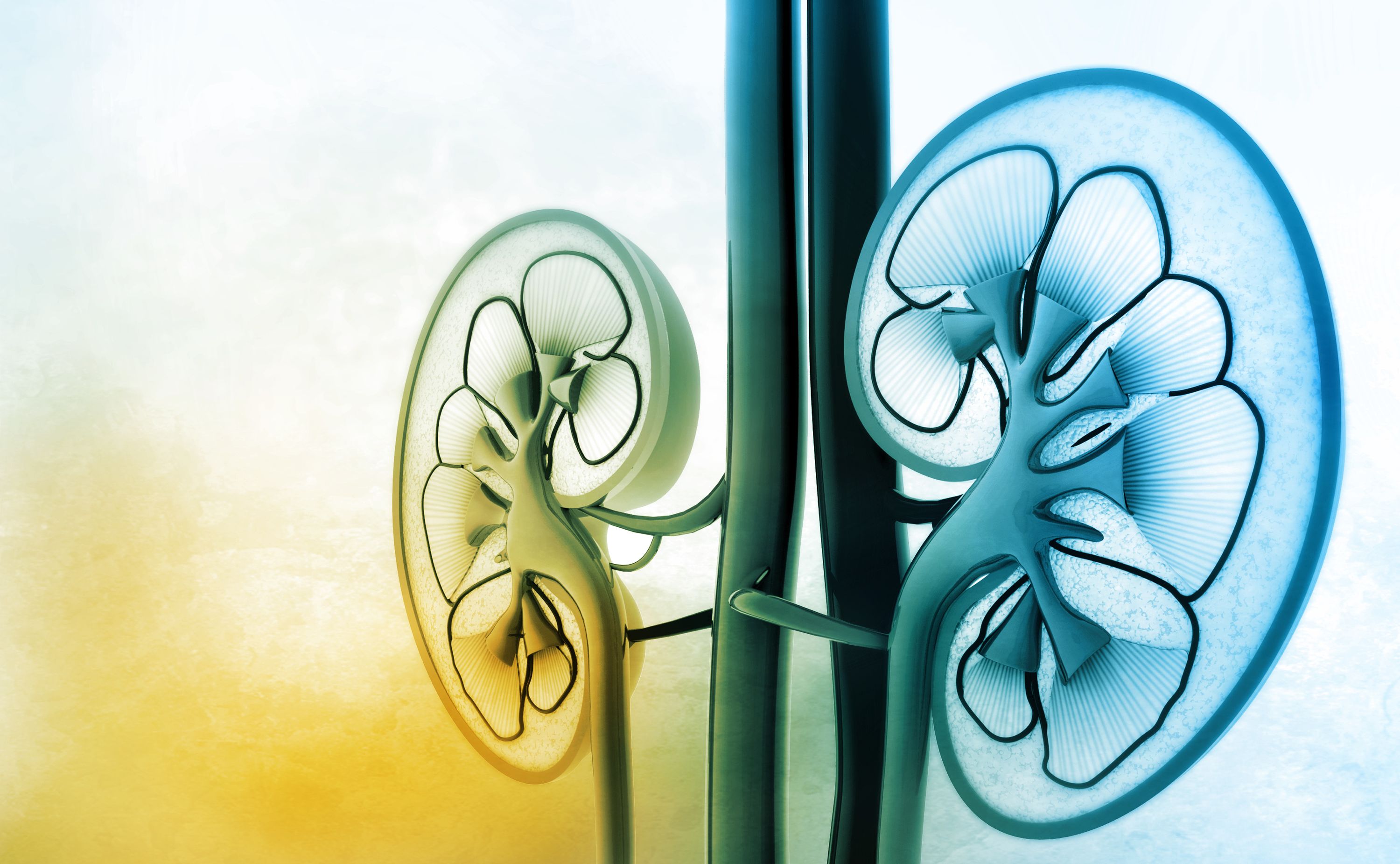 rak nerki objawy raka nerki leczenie raka nerki immunoterapia nowotwory profilaktyka nowotworowa czynniki ryzyka Światowy Dzień Raka Nerki zdrowie nerek onkologia